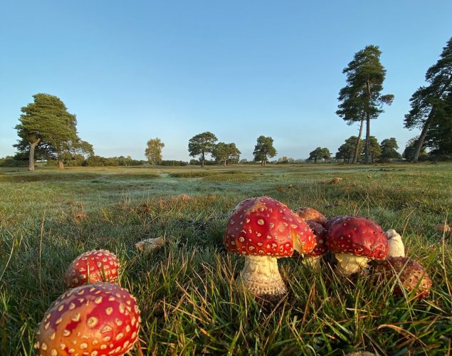 red mushrooms growing in field