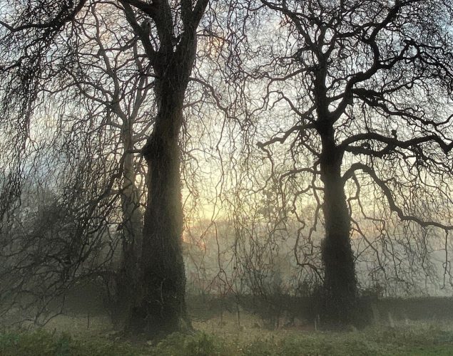 misty forest with bare trees