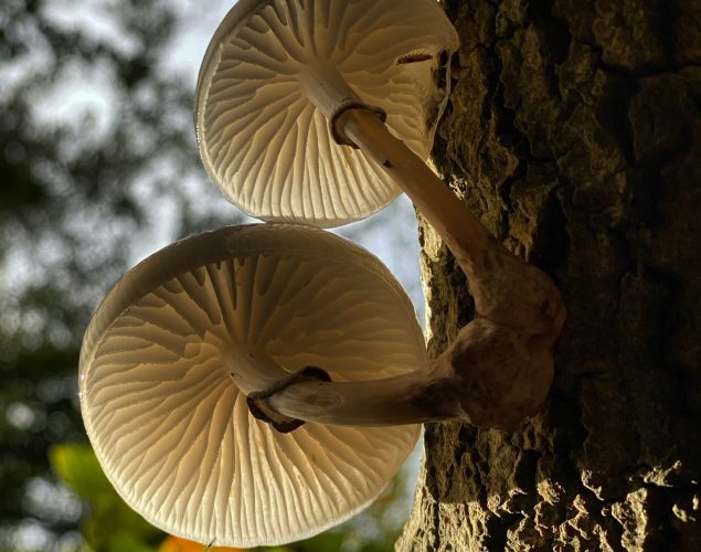 mushrooms growing on trees