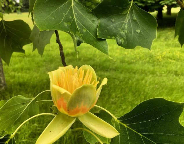 flower growing on leafy bush