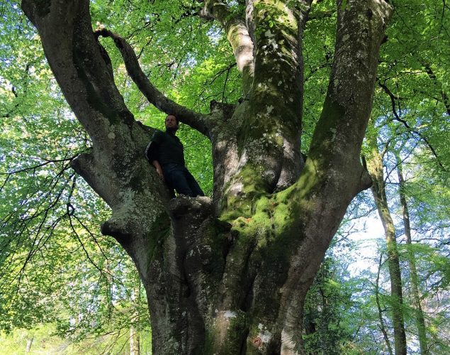 tree with man climbing in