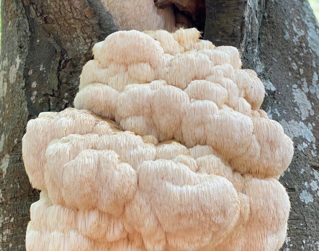white fungus