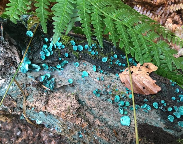 log with blue fungus