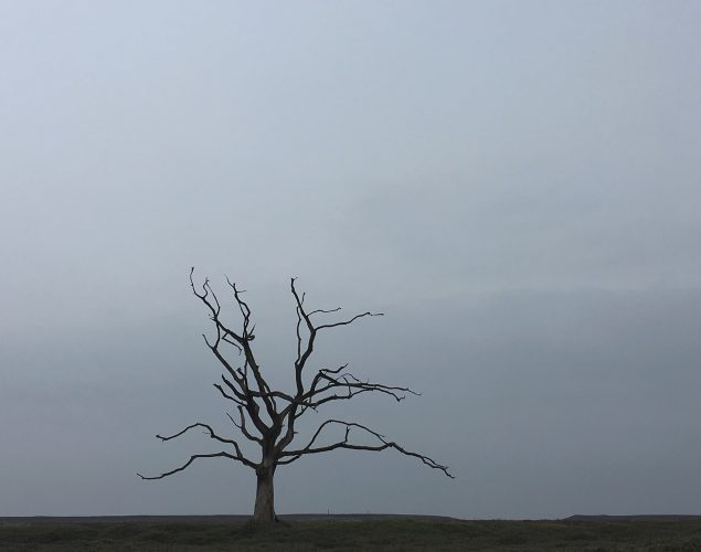 dying tree in empty field