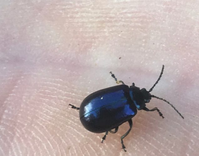small blue beetle