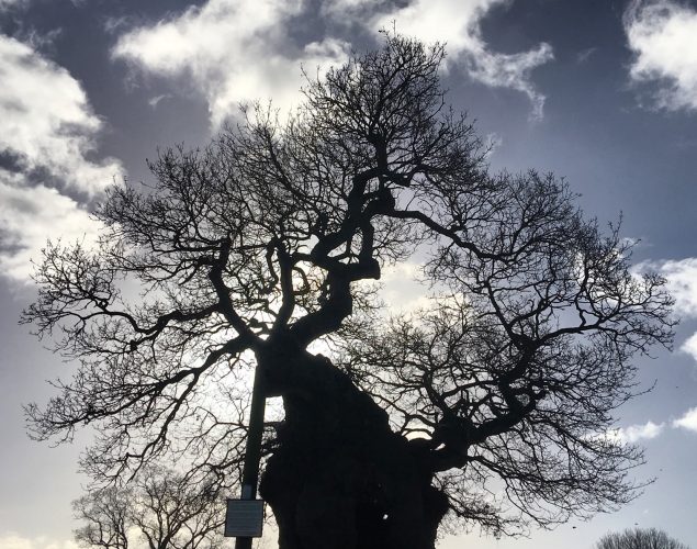 large tree in park