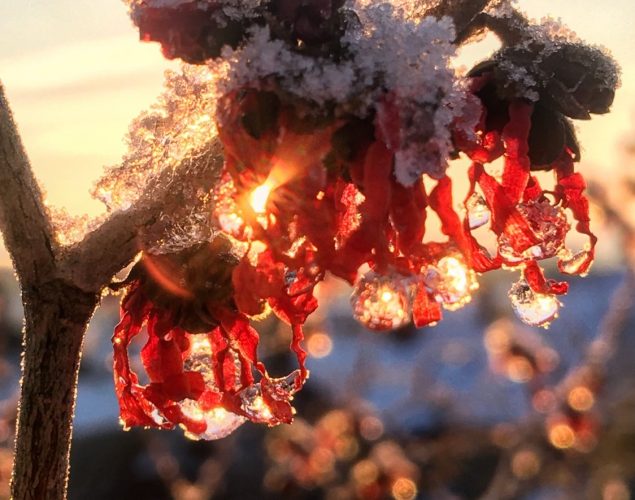 blossom on branch covered in snow