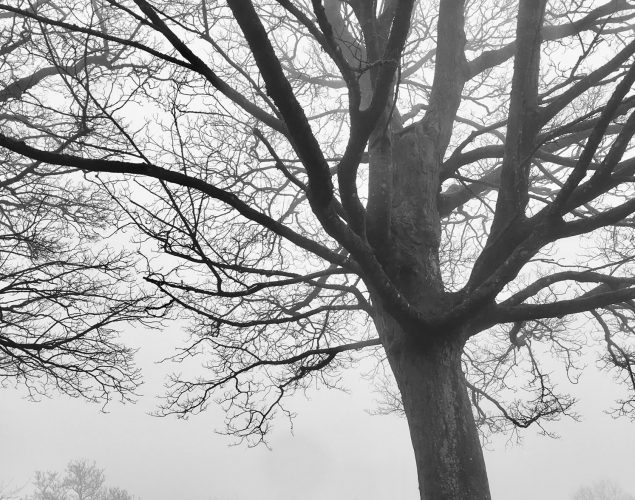 massive tree in park