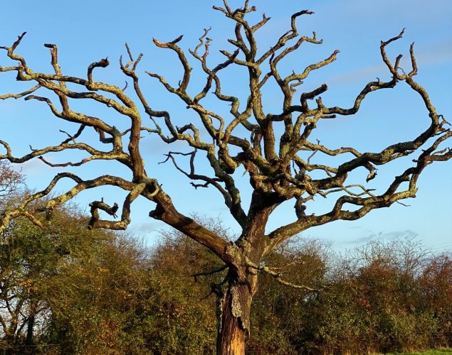 tall tree with no leaves