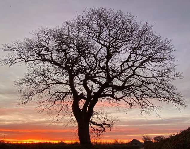 tall tree with no leaves