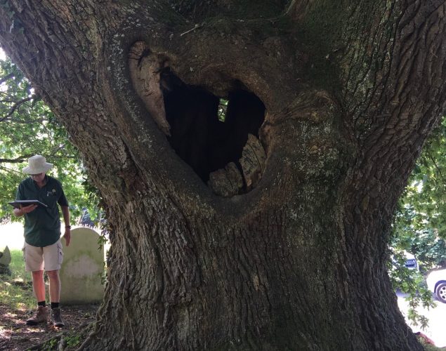 tree with large hole in