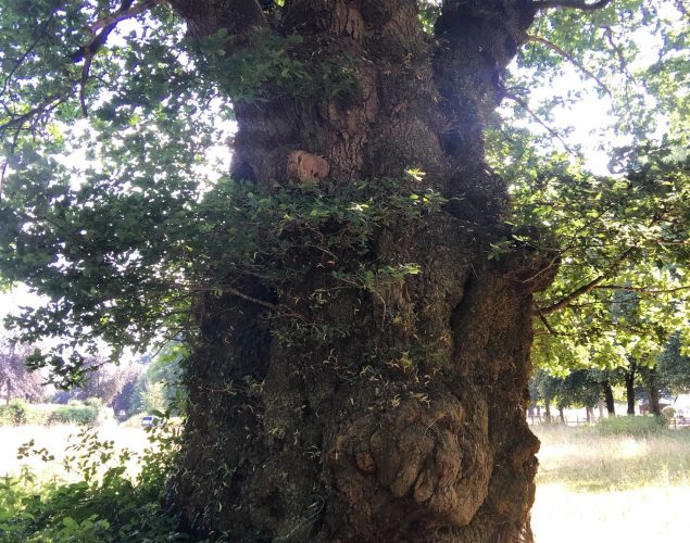 old tree in forest