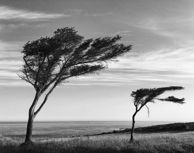 windy trees