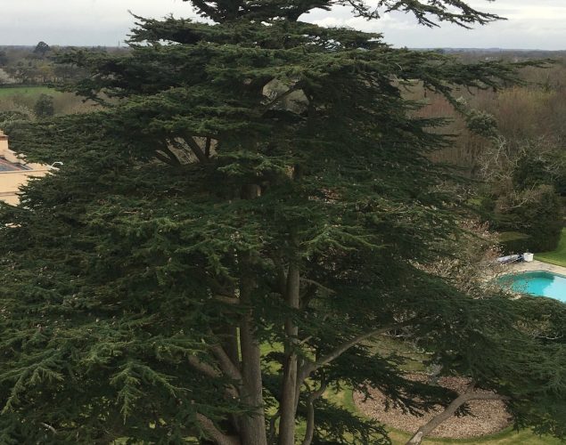 large green tree