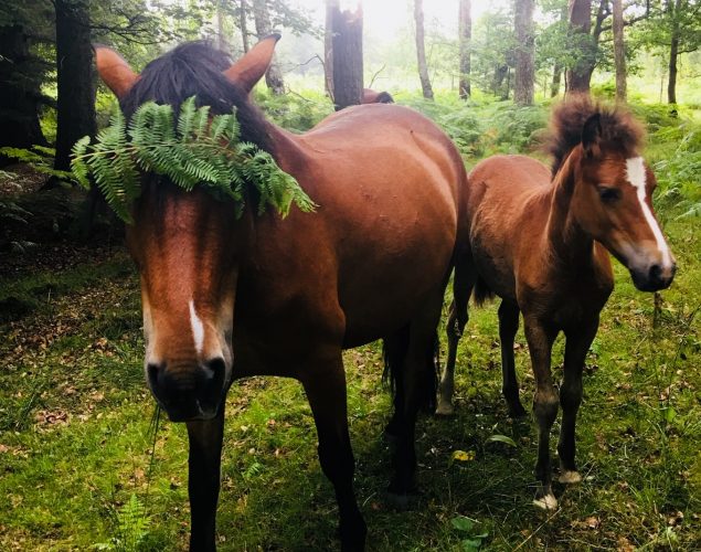 horses in forest