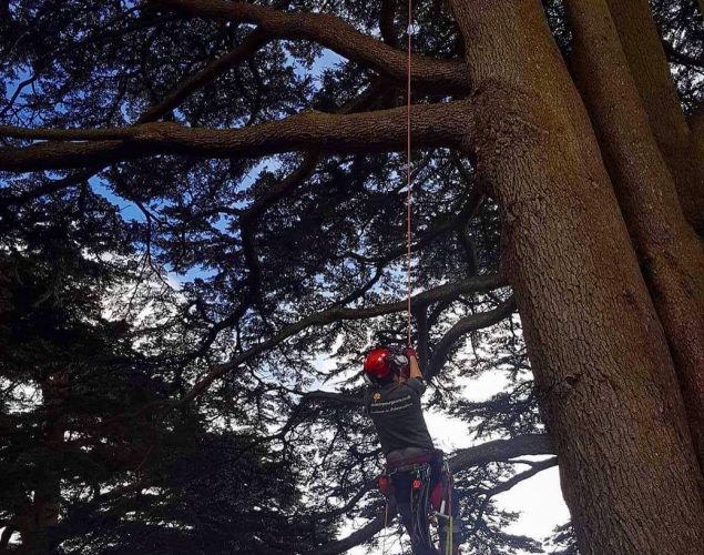 man climbing tree