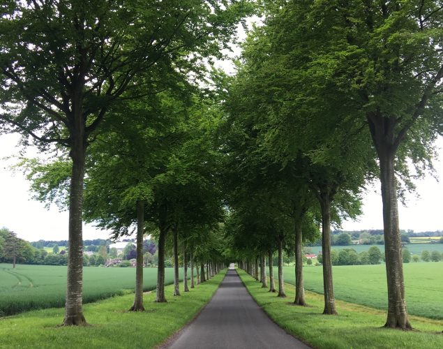 long road lined with trees