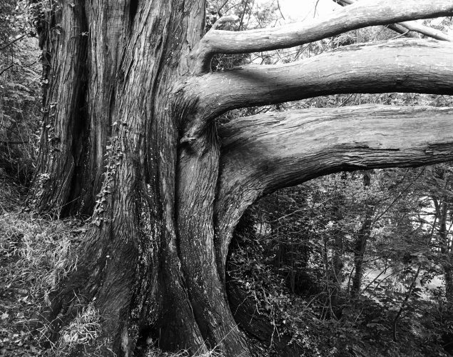 veteran tree