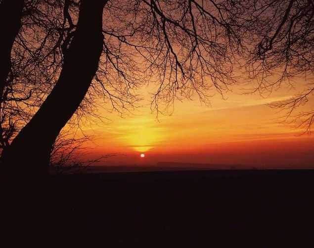 sunset with veteran tree