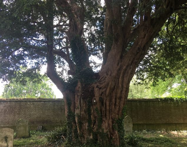 old, large tree in graveyard