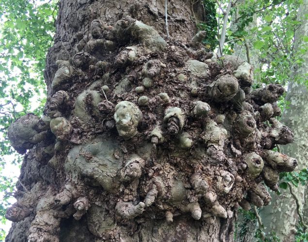 tree with many growths out of it
