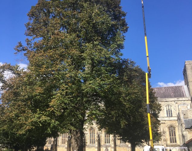 tree near church