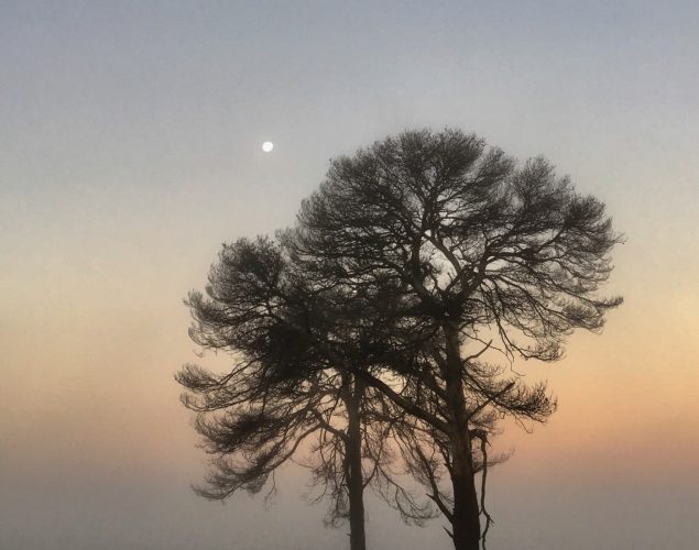 2 trees in foggy field