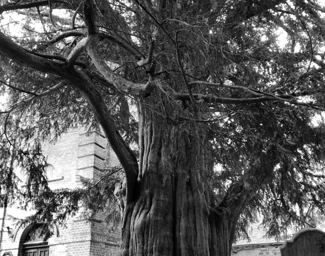 old tree in graveyard