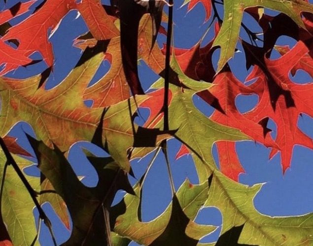 red and green leaves on branch
