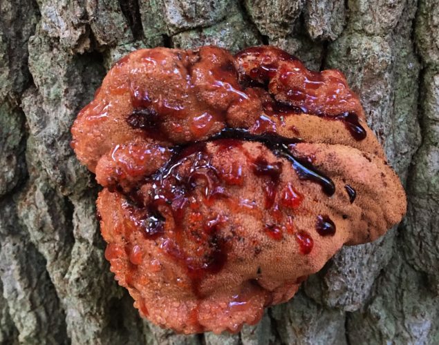 tree with red fungus that looks like its bleeding