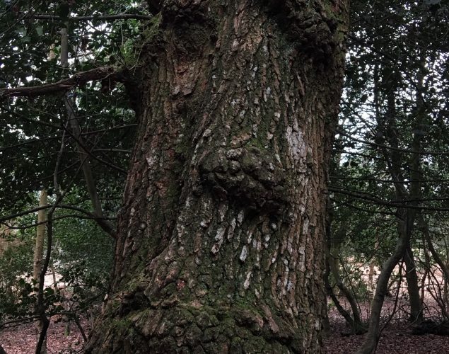 old tree in forest