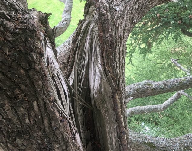 tree with massive split in