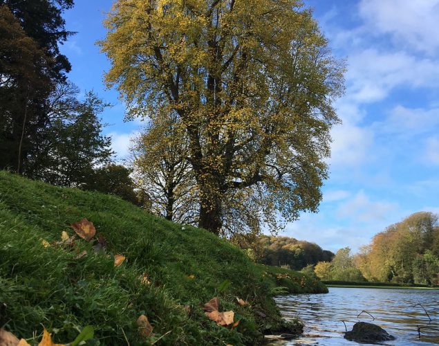 tree near river