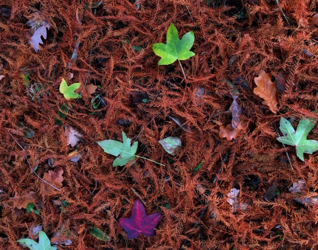 dying leaves with some green ones