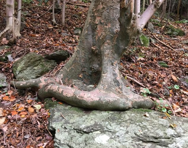 dying tree