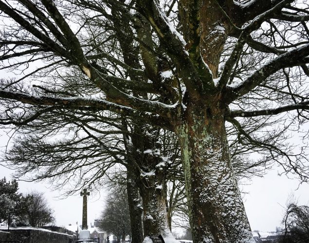 tree with snow around it
