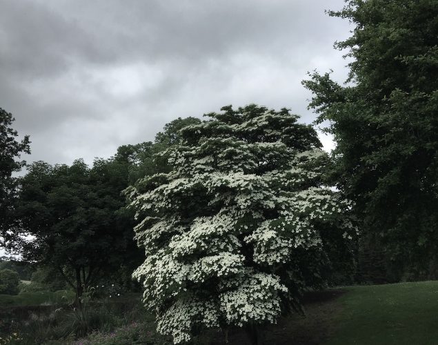 tree with white flowers