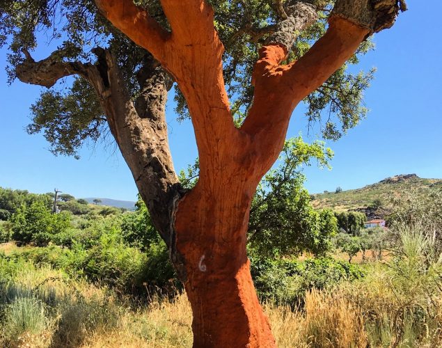 dying tree